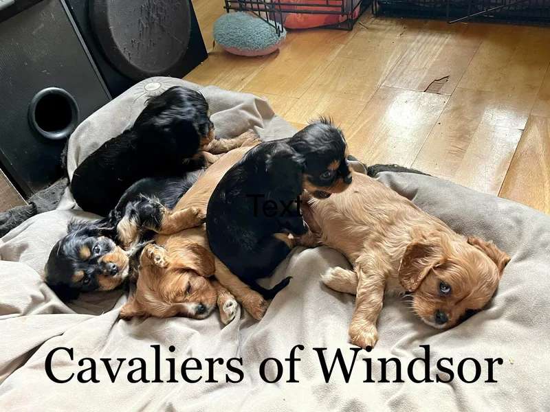 Cavaliers of Windsor