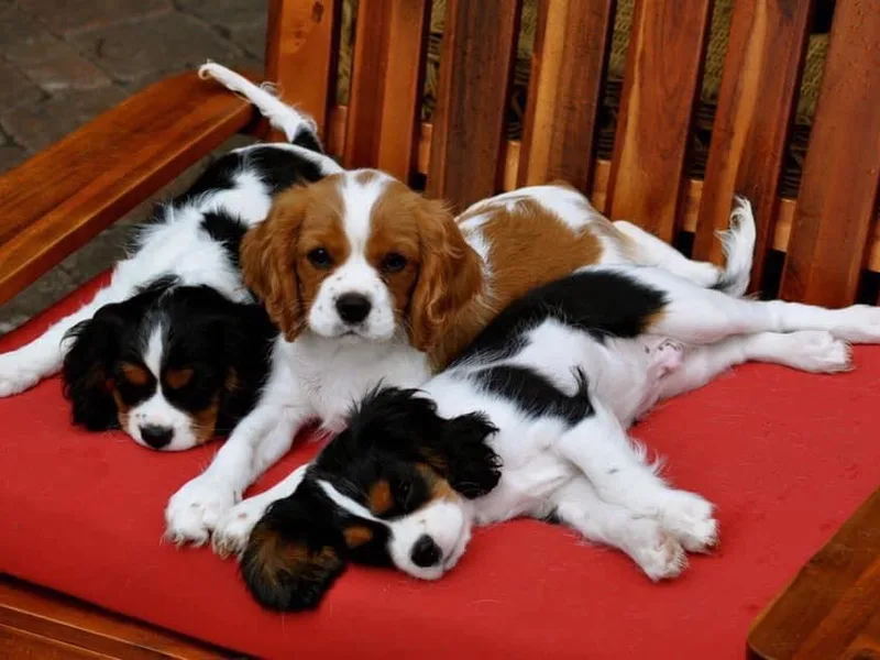 Cavaliers of Woodward