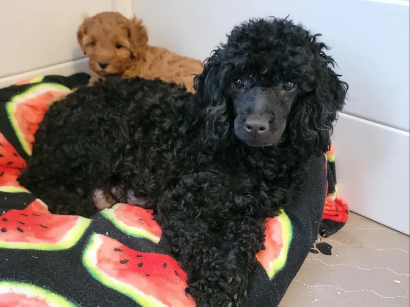 Cavapoo And Poodle Adore photo 1