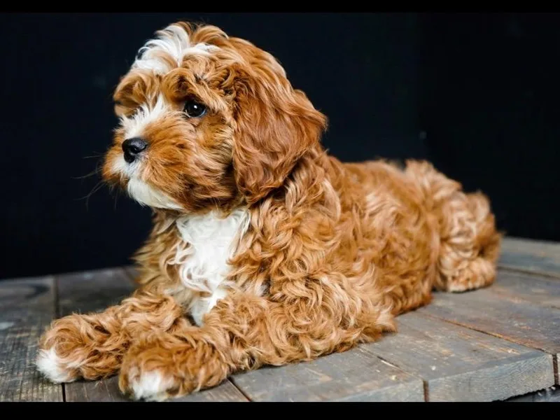 Cavapoo Corner photo 1