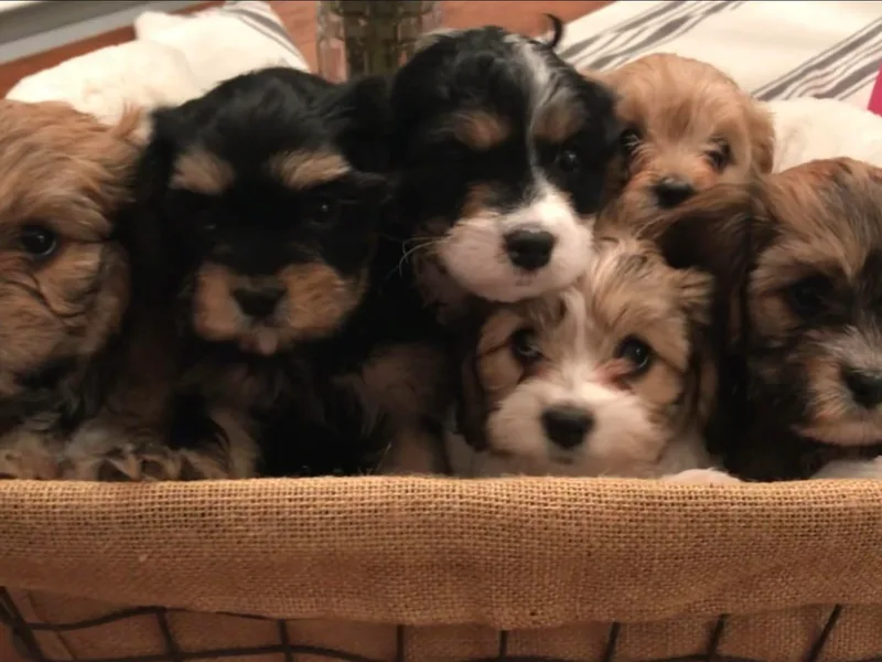 Cavapoo Cuties photo 1