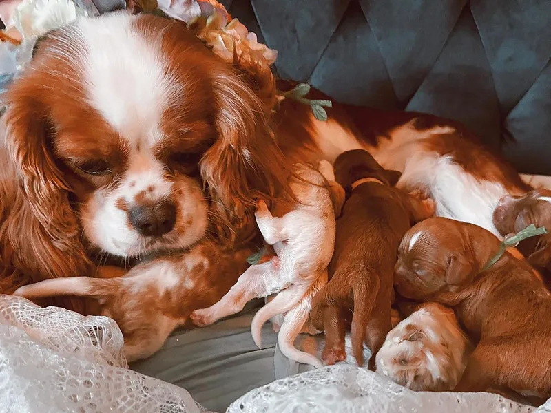 Cavapoo Puppy Parade