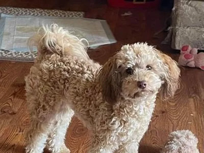 Cavapoo Pups photo 1