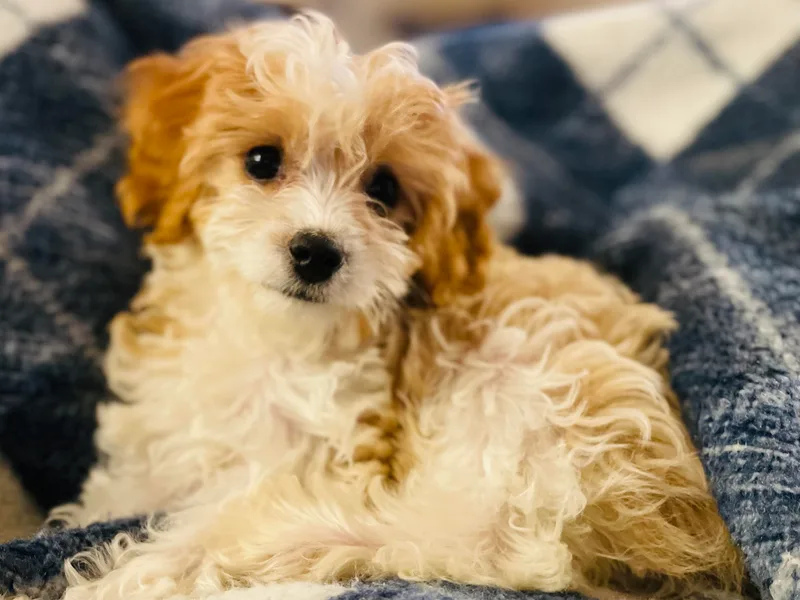 CavapooDreams photo 1