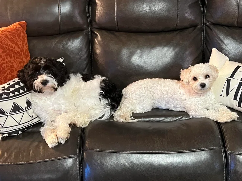 Cavapoos of Cross Hill