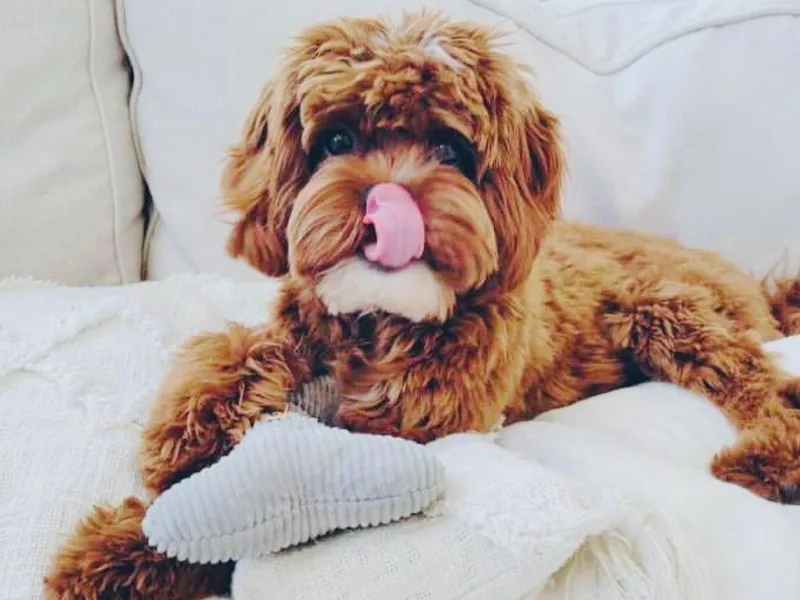Cavapoos R4 Cuddles photo 1