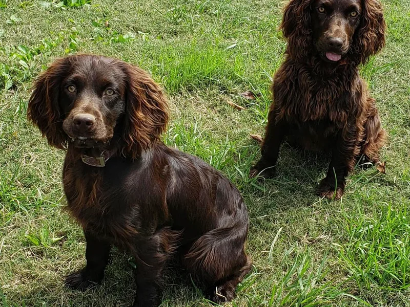 Cavern Kennels Boykin Spaniels
