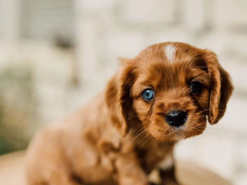 Cavi Cutie Collective