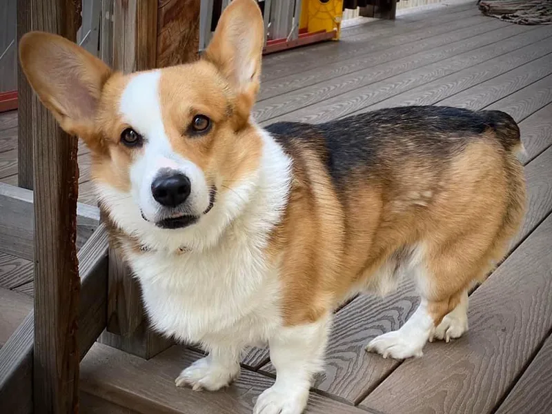 CB Corgis photo 1