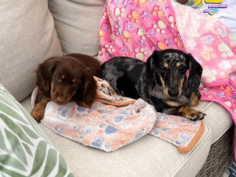 CBOO Doxies