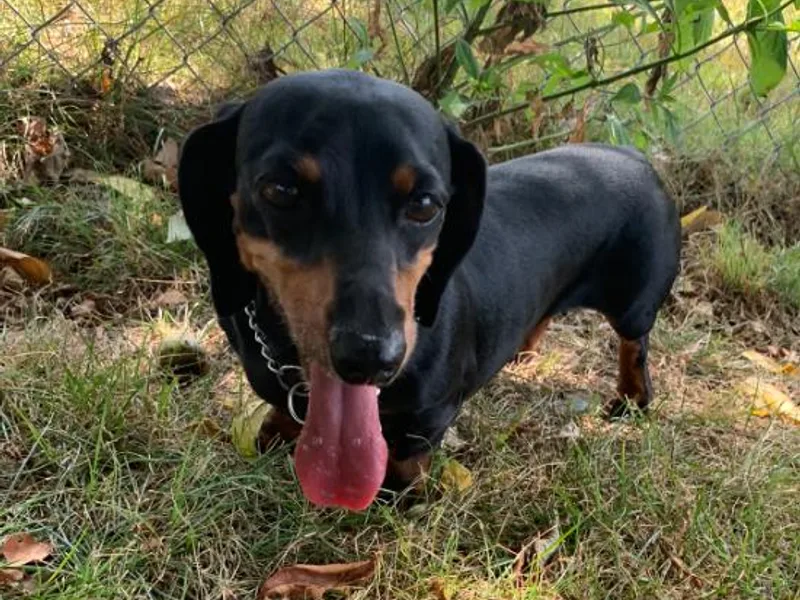 CC and J Dachshunds