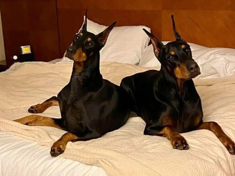 CC Dobermans