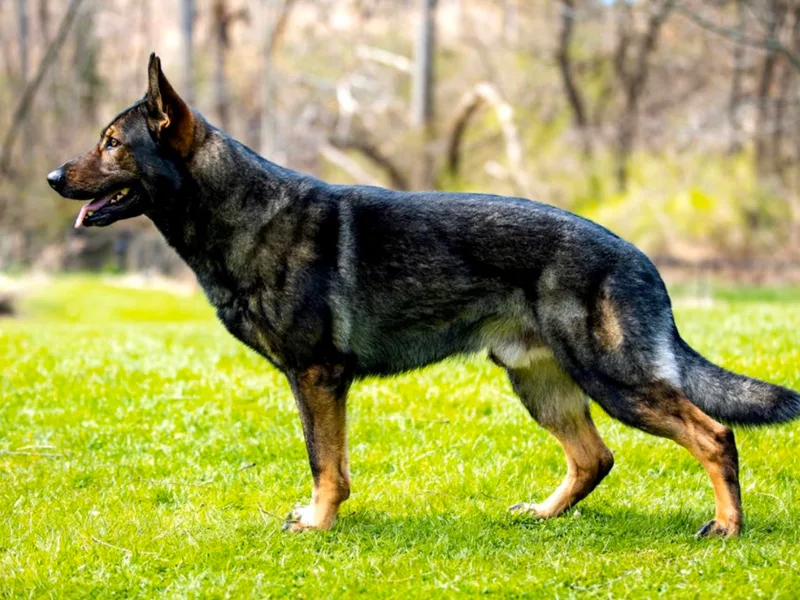 CC German Shepherds