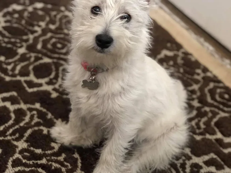 CC Leslie’s Westie’s