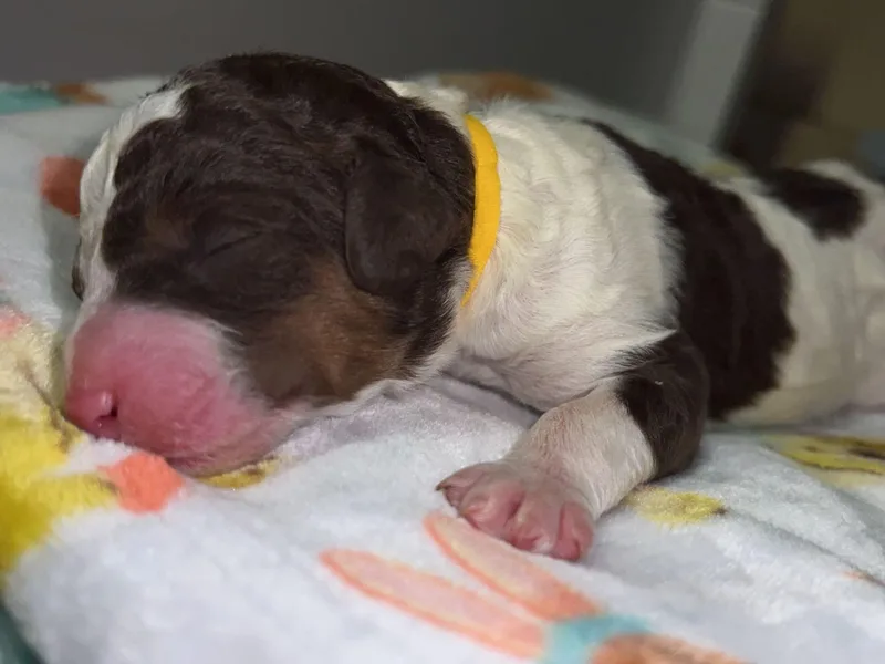 CC Poodles and Doodles