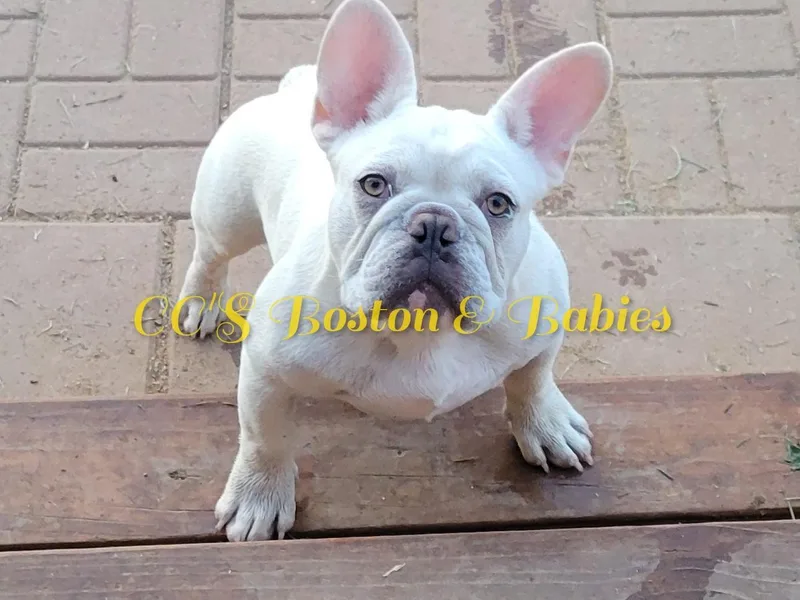 CC's Boston, Boxer &amp; Frenchie Babies