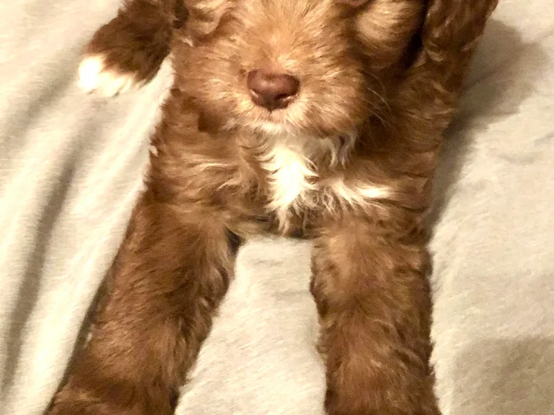 CC's Cuddly Doodles LLC