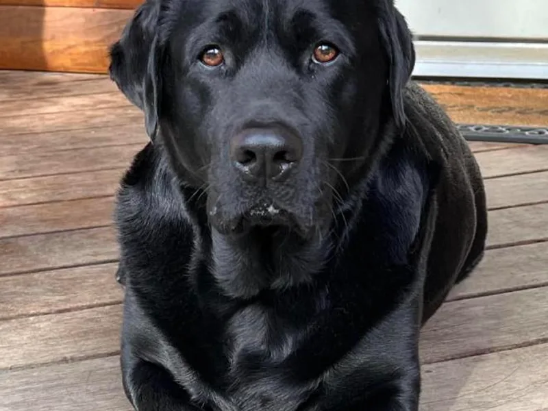 CC’s Oak Hill English Labrador