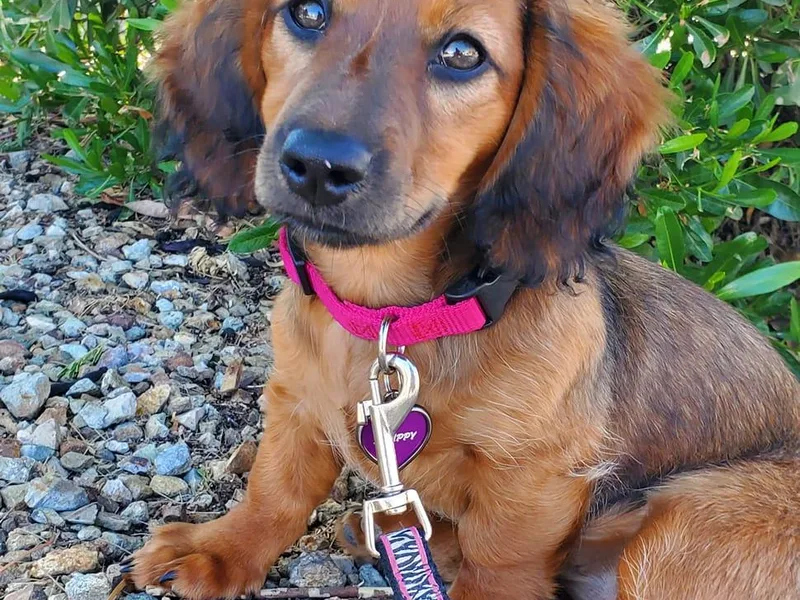 CCN4 Dachshunds photo 1