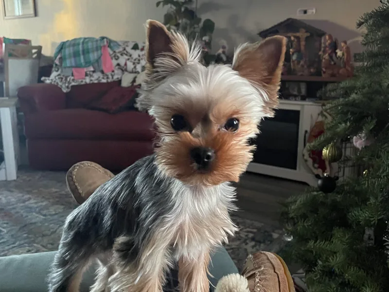 CDA Heavenly Yorkies