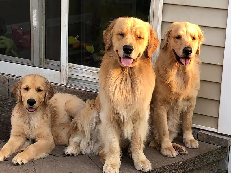 CeCe Goldens