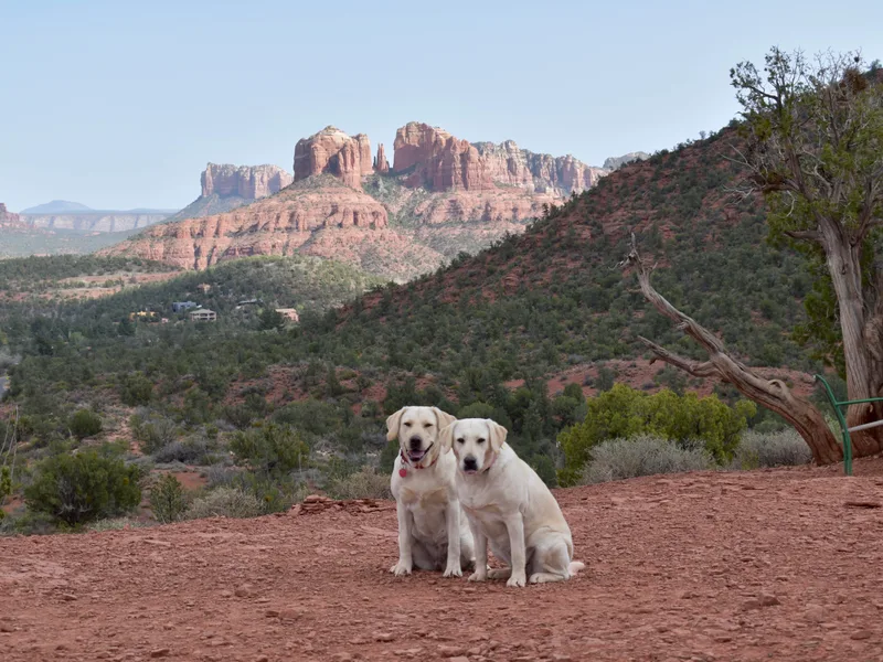 Cecil's Arizona Labradors