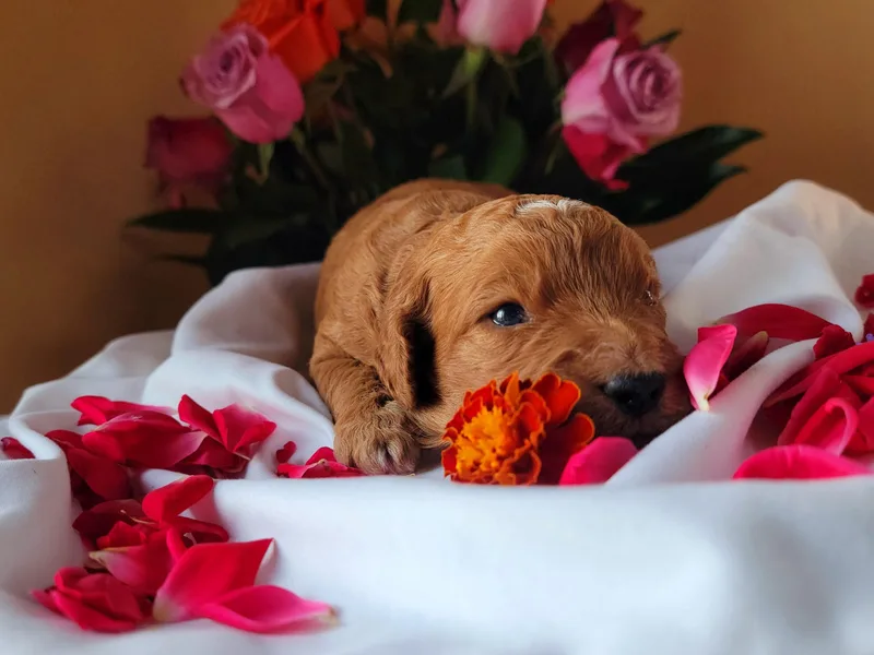 Cecily's Goldendoodles of TN