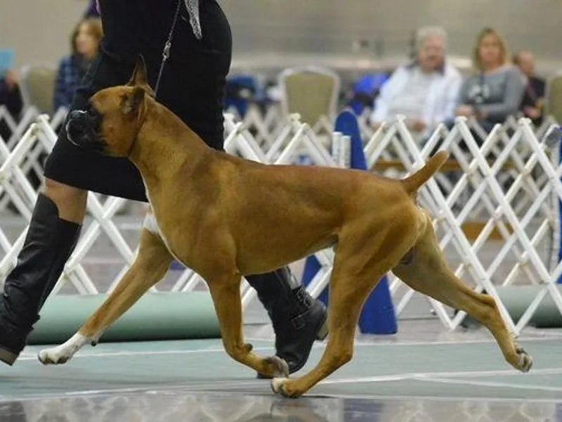 Cedar Boxers and French bulldogs