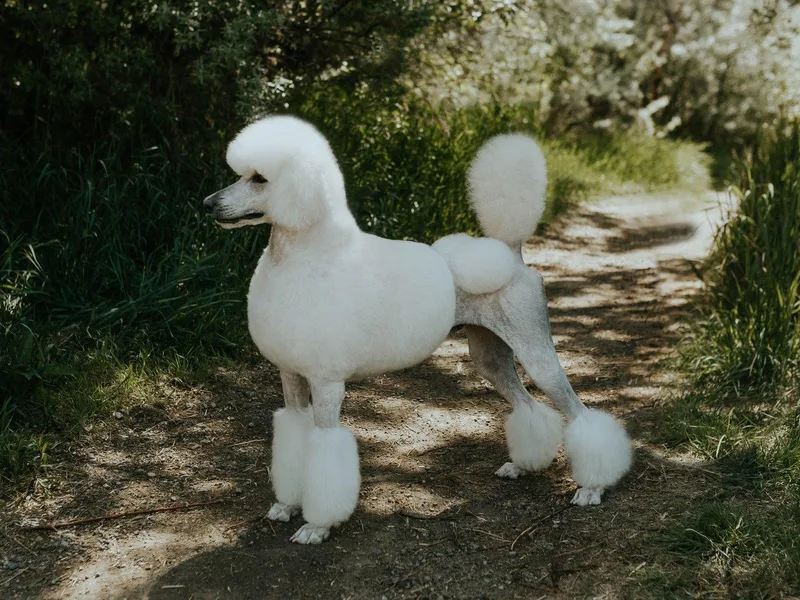 Cedar Cove Standard Poodles