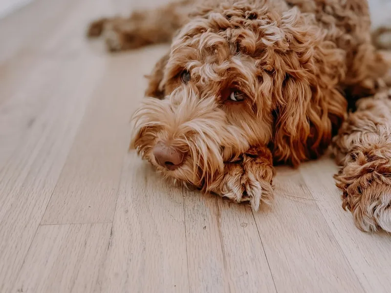 Cedar Creek Labradoodles