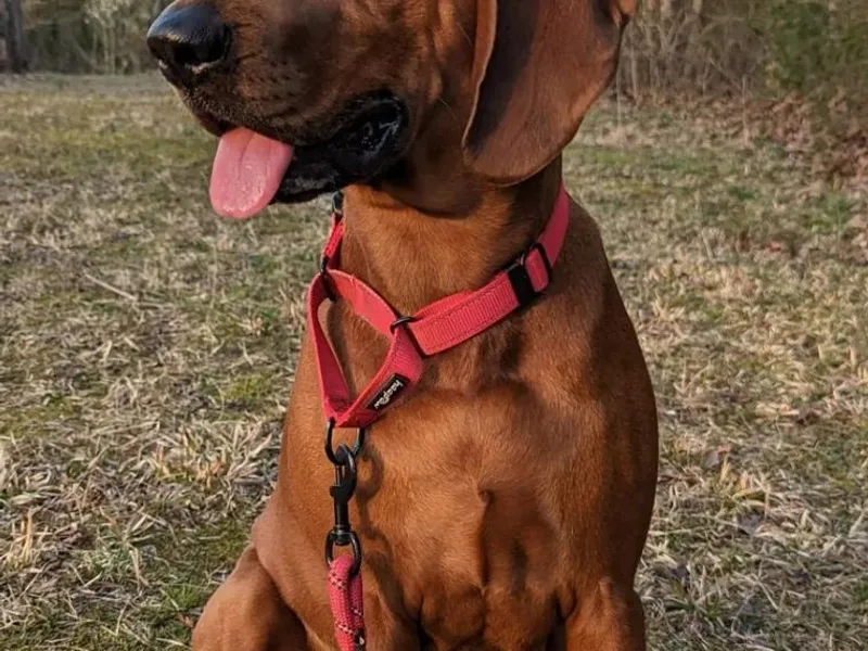 Cedar Forest Redbones photo 1