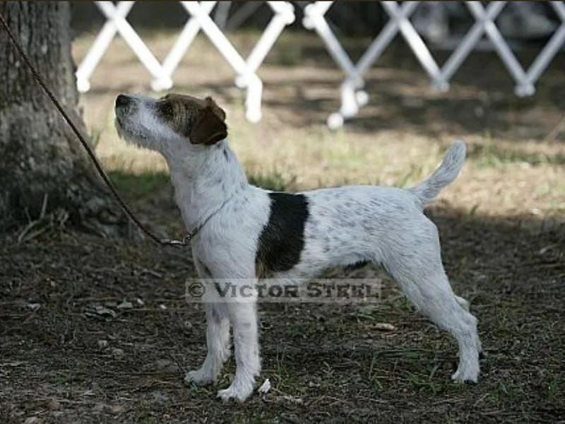 Cedar Grove Jack Russell Terriers