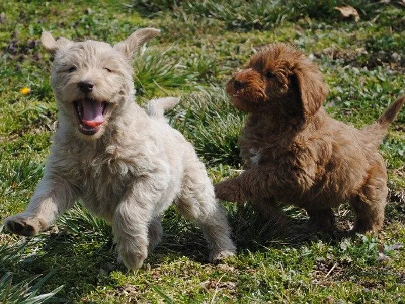 Cedar Hill Labradoodles