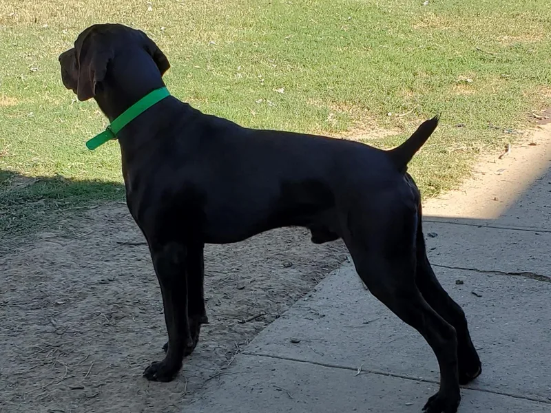 Cedar Hills GSP Kennels