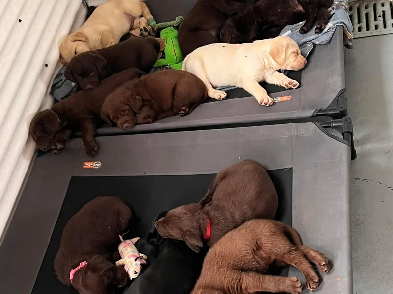 Cedar Hollow Labradors