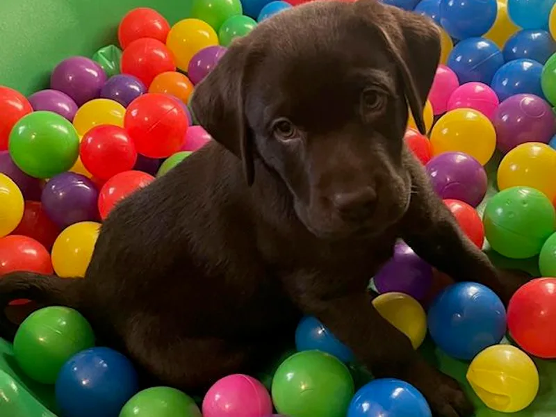 Cedar Lake Labradors
