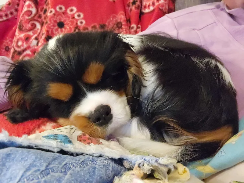 Cedar Mountain Hounds