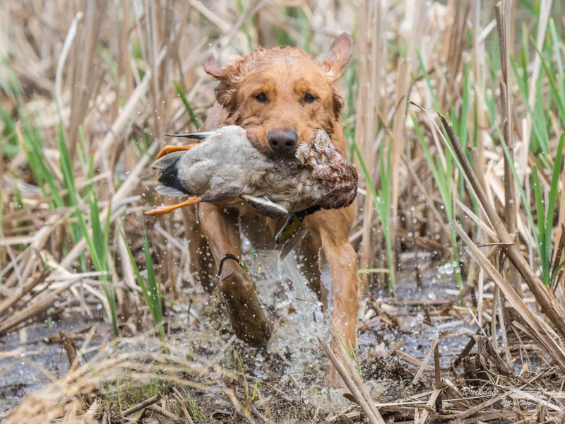 Cedar Mountain Retrievers photo 1