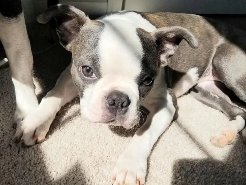Cedar Oaks Boston Terriers