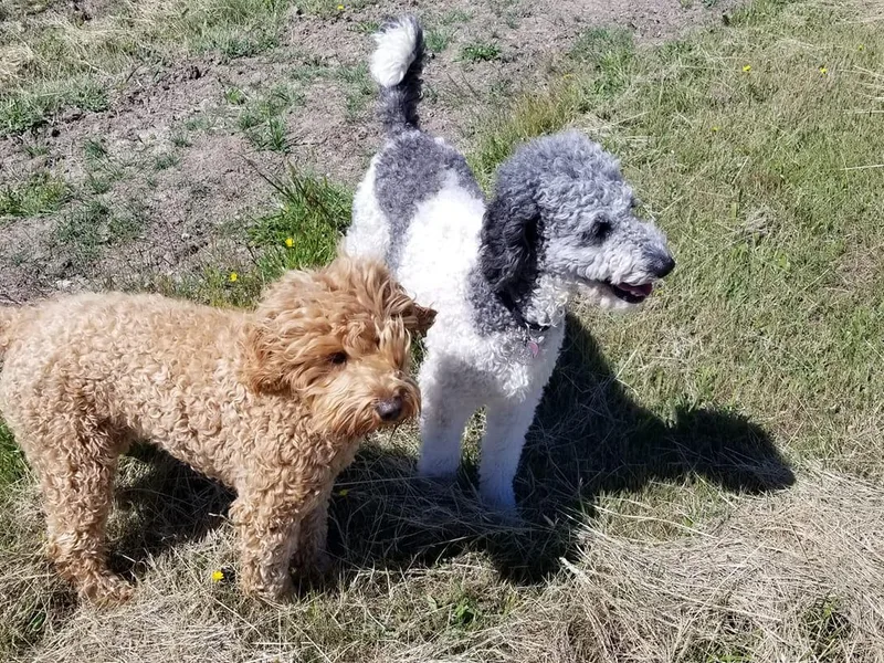 Cedar Park Farm Goldendoodles