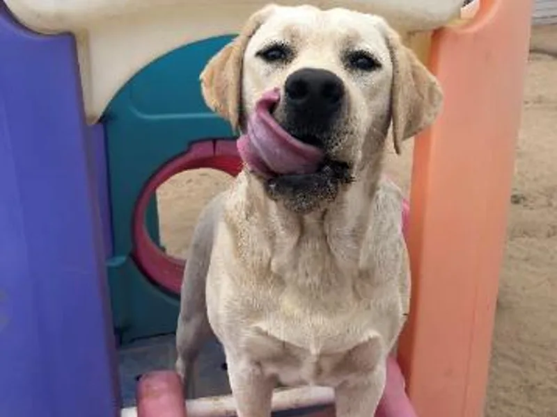 Cedar Ranch Labrador Retrievers