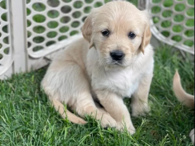 Cedar Ridge AKC Golden Retriever Puppies