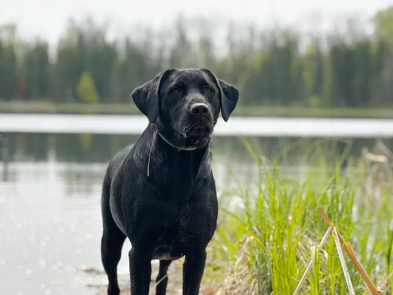 Cedar Ridge Labradors