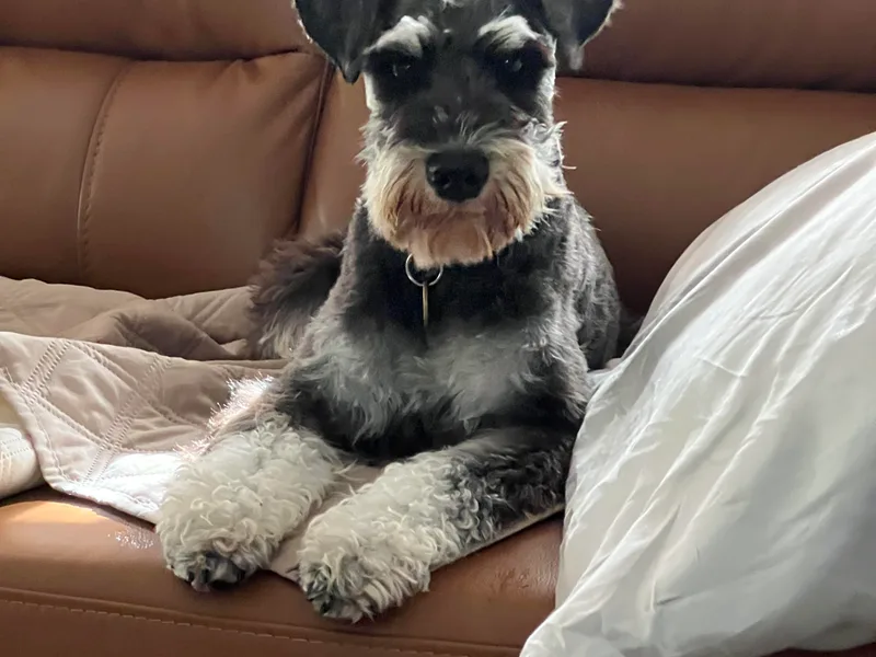 Cedar Ridge Ranch Mini Schnauzers