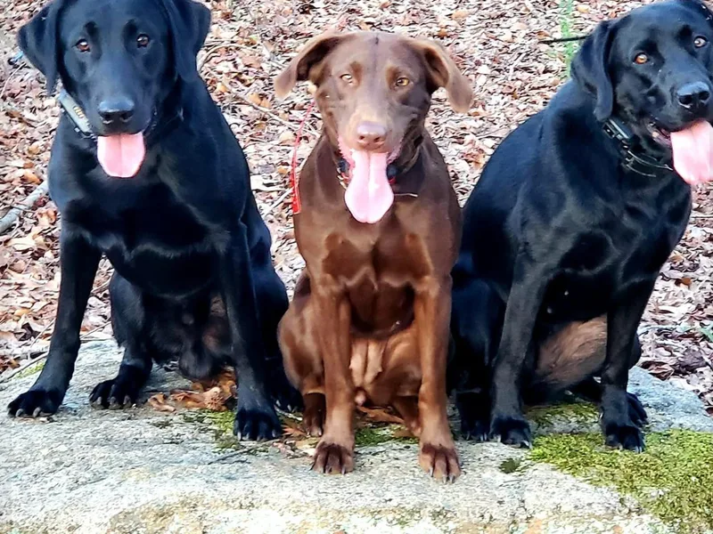 Cedar Ridge Retrievers