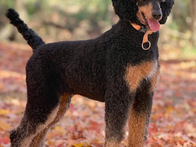 Cedar Ridge Standard Poodles