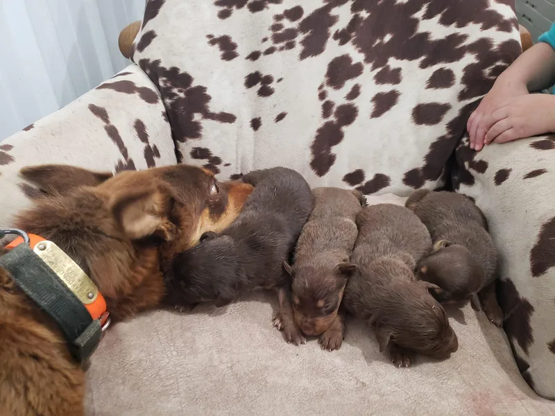 Cedar Rock Heelers and Kelpies