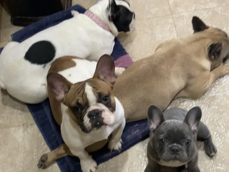 Cedar Spring Boerboels