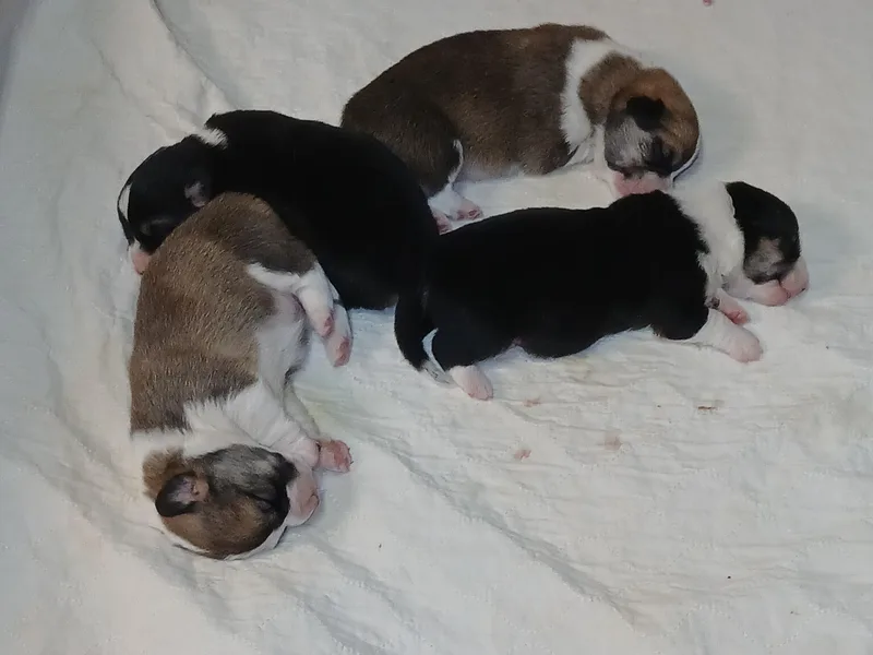 Cedar Springs Corgis