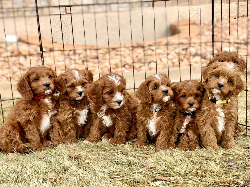 Cedar Sprout Puppies